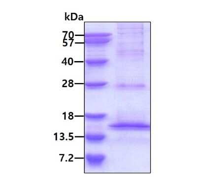 SDS-Page: Recombinant Human HIF-1 alpha His Protein [NBP1-49165] - 3ug by SDS-PAGE under reducing condition and visualized by coomassie blue stain.